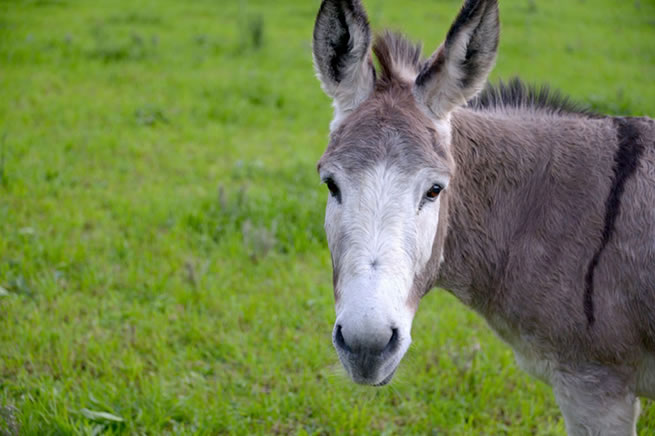 O GABS É MUITO BURRO!!!!!!!!! 